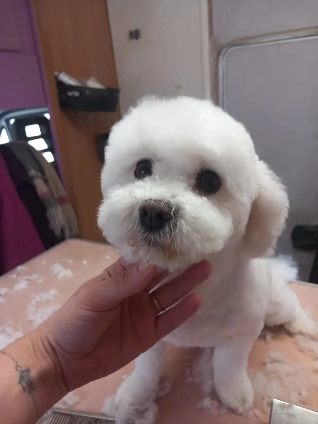 Un bichon blanc tout propre, la tête tenue délicatement