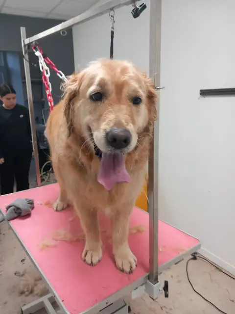Un golden retriever souriant sur la table rose du salon