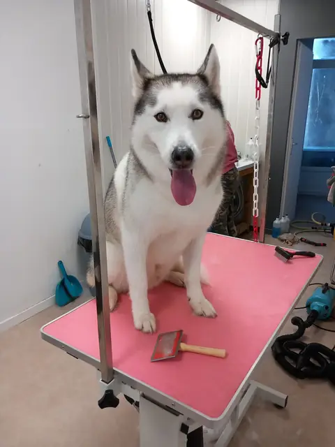 Un husky tout propre sur la table rose du salon
