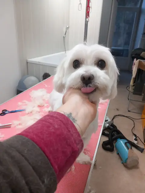 Un petit chien blanc fraîchement toiletté au salon